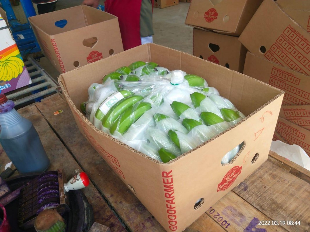 Fresh Cavendish Banana from Philippines
